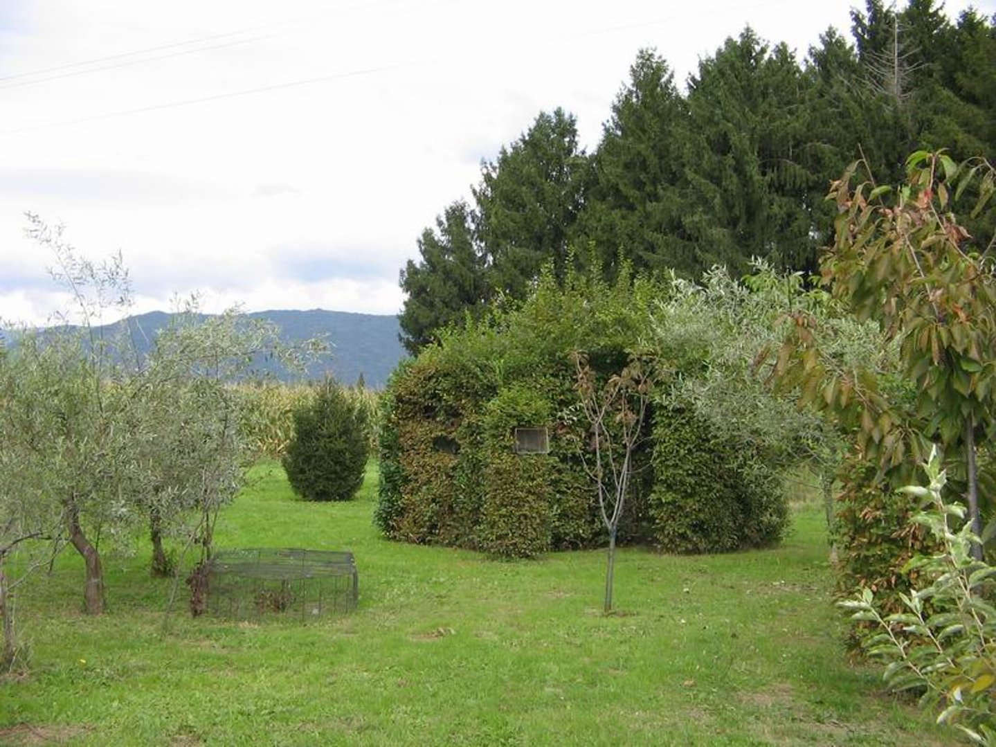 Caccia ai turdidi al capanno Caccia ai turdidi al capanno