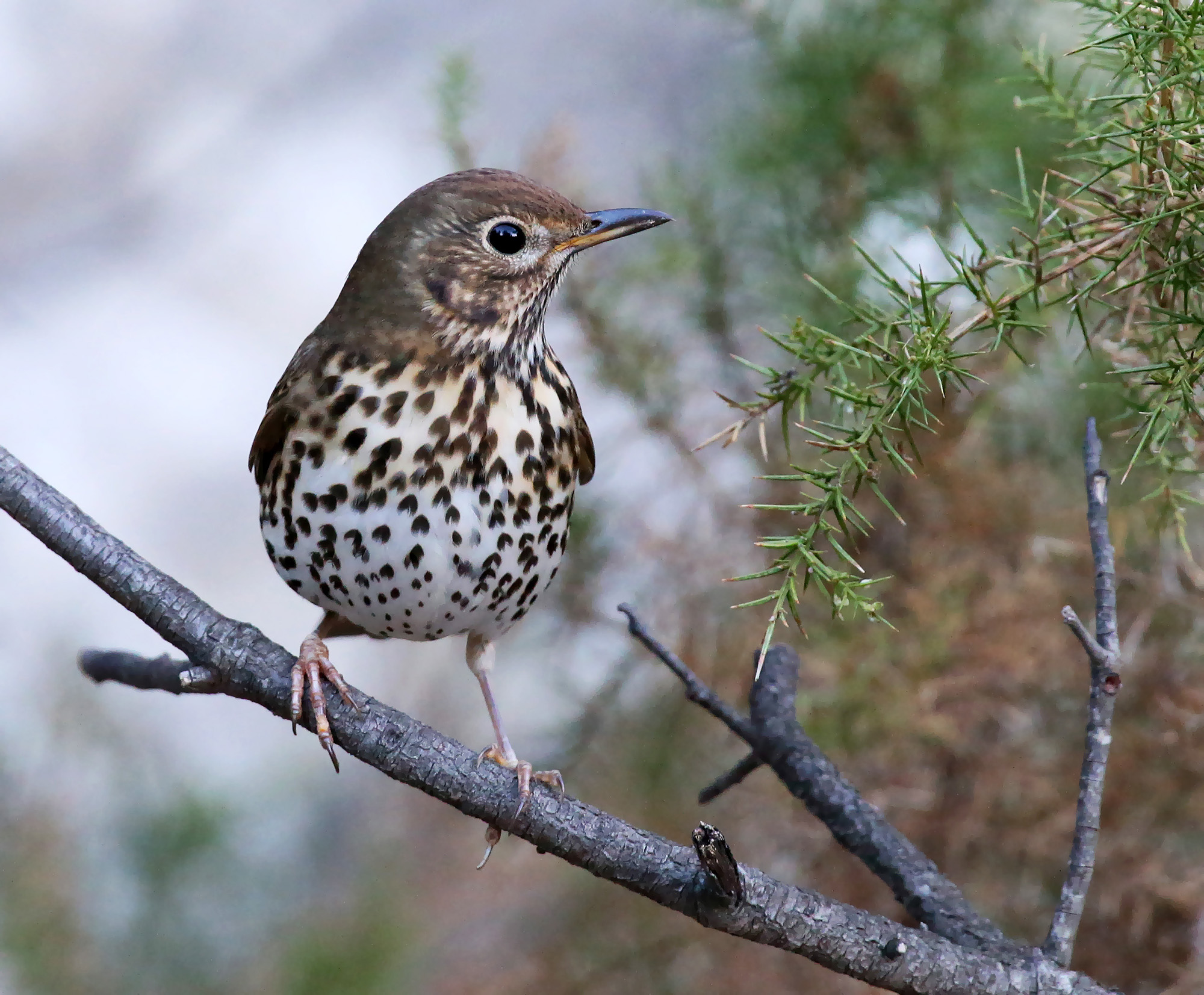 calendari-venatori: Approvato calendario venatorio Emilia-Romagna 2017/18
