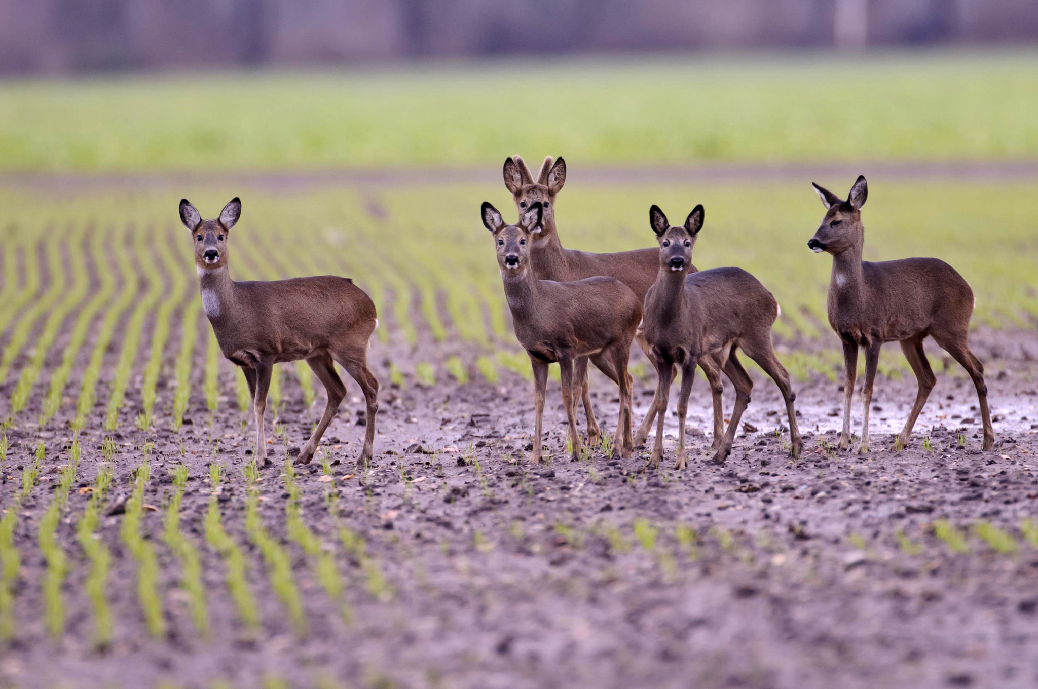 caccia: Arcicaccia e Federcaccia contro lo stato di blocco della caccia di selezione