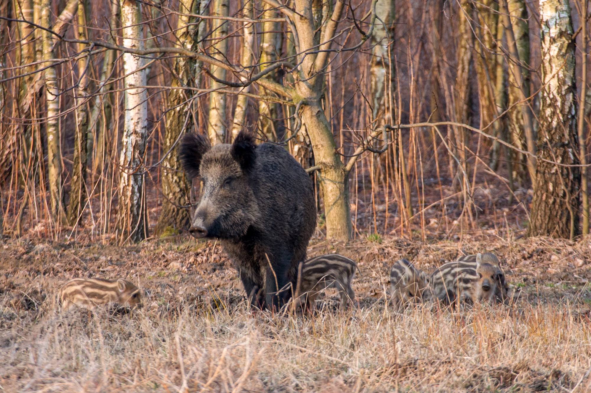 caccia-al-cinghiale: Aree vocate caccia al cinghiale: CCT Massa Carrara protesta