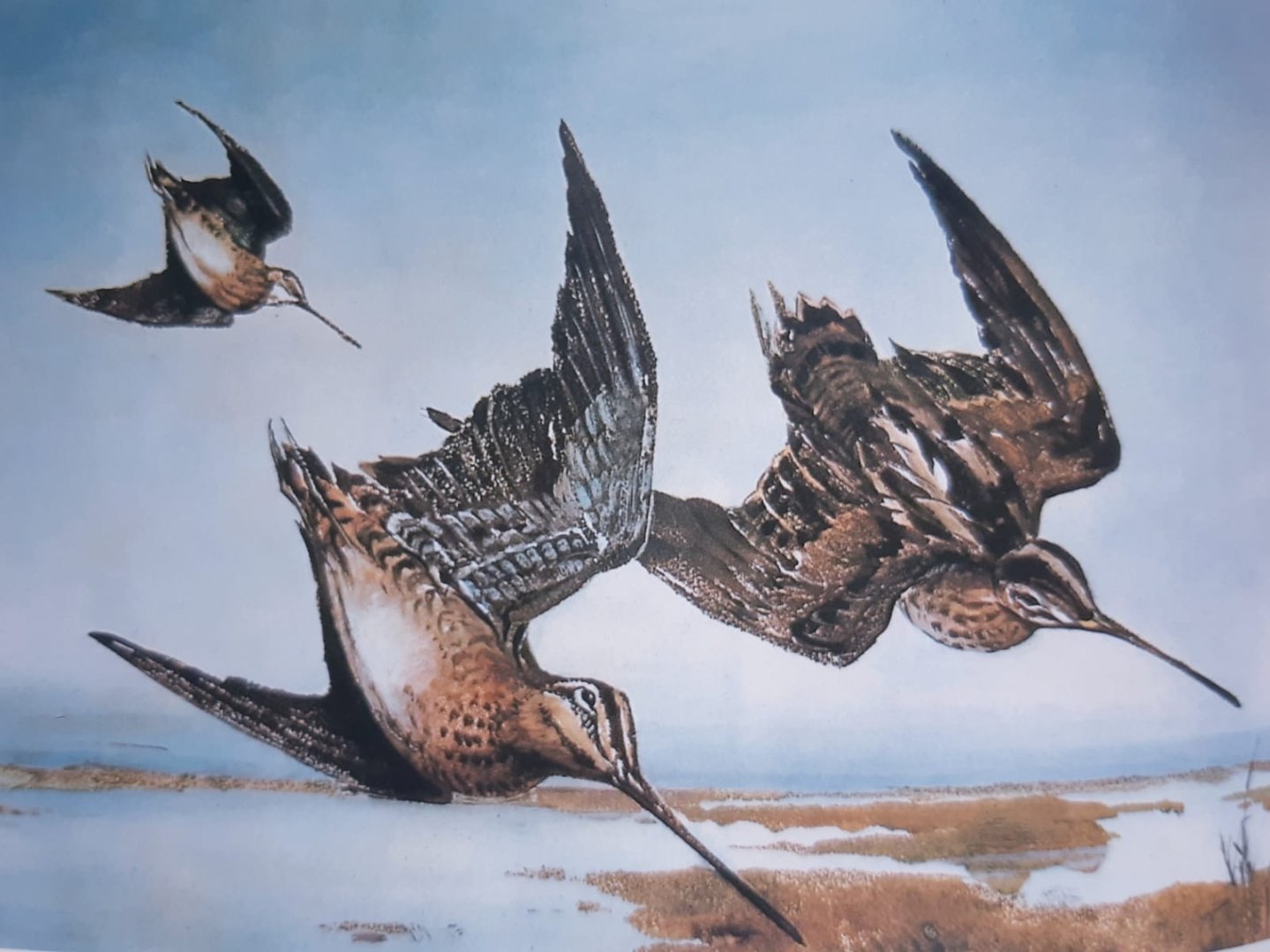 Roberto Lemmi beccacce in volo