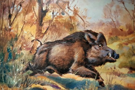 Roberto Lemmi cinghiale