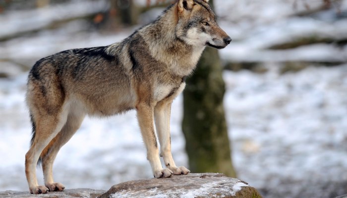 caccia: Liguria: aumentano gli avvistamenti di lupi. Richiesto l’intervento con prelievi di selezione