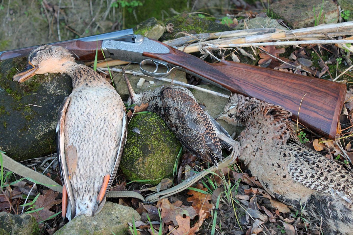 Caccia Vera in azienda faunistico-venatoria