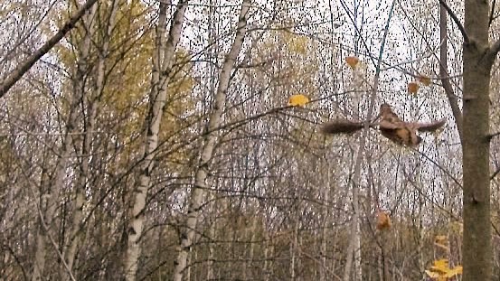 selvaggina-migratoria: Beccacce di ripasso... Belle da vivere