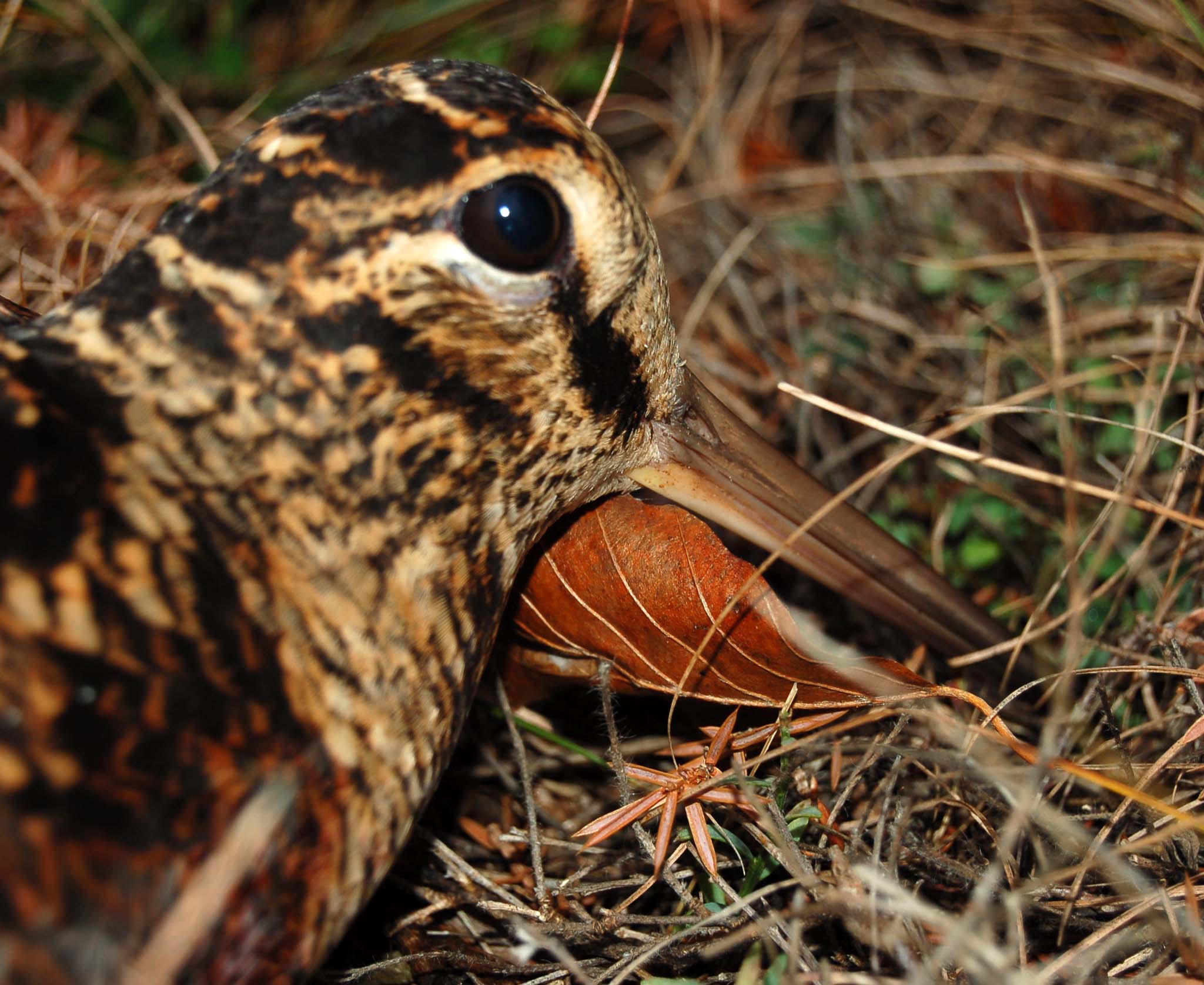 stanziale: Beccaccia: attingere la rimessa stanziale: Beccaccia: attingere la rimessa