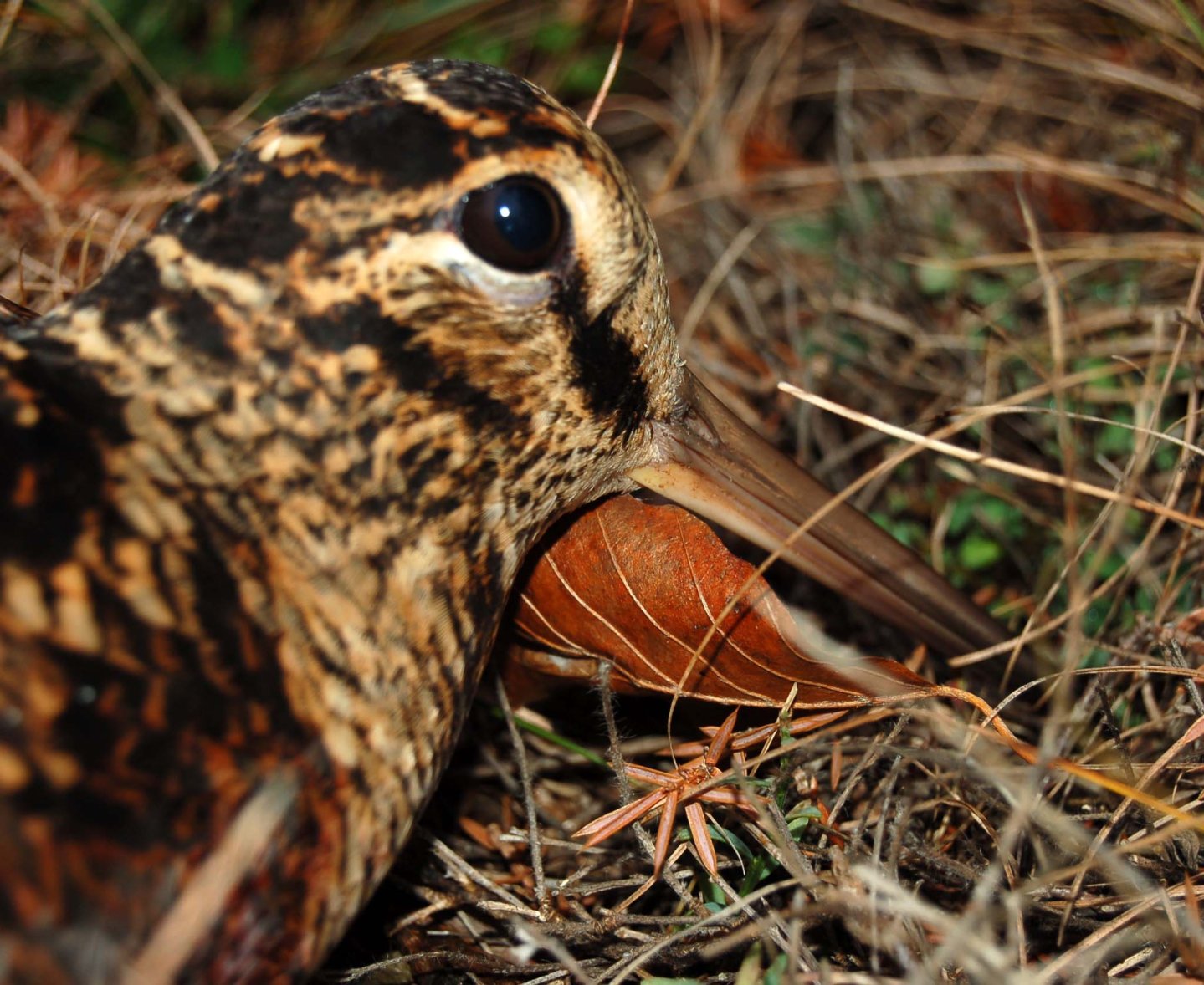 Beccaccia: attingere la rimessa Beccaccia: attingere la rimessa