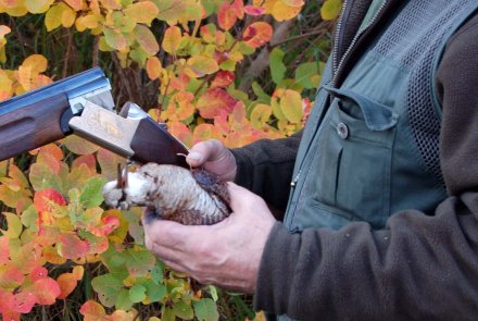 Beccaccia: attingere la rimessa Beccaccia: attingere la rimessa