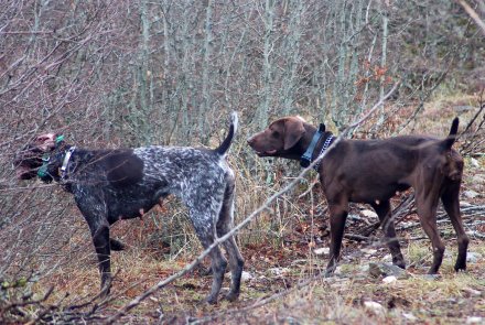 Beccaccia: attingere la rimessa Beccaccia: attingere la rimessa
