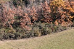 Caccia alla beccaccia Caccia alla beccaccia