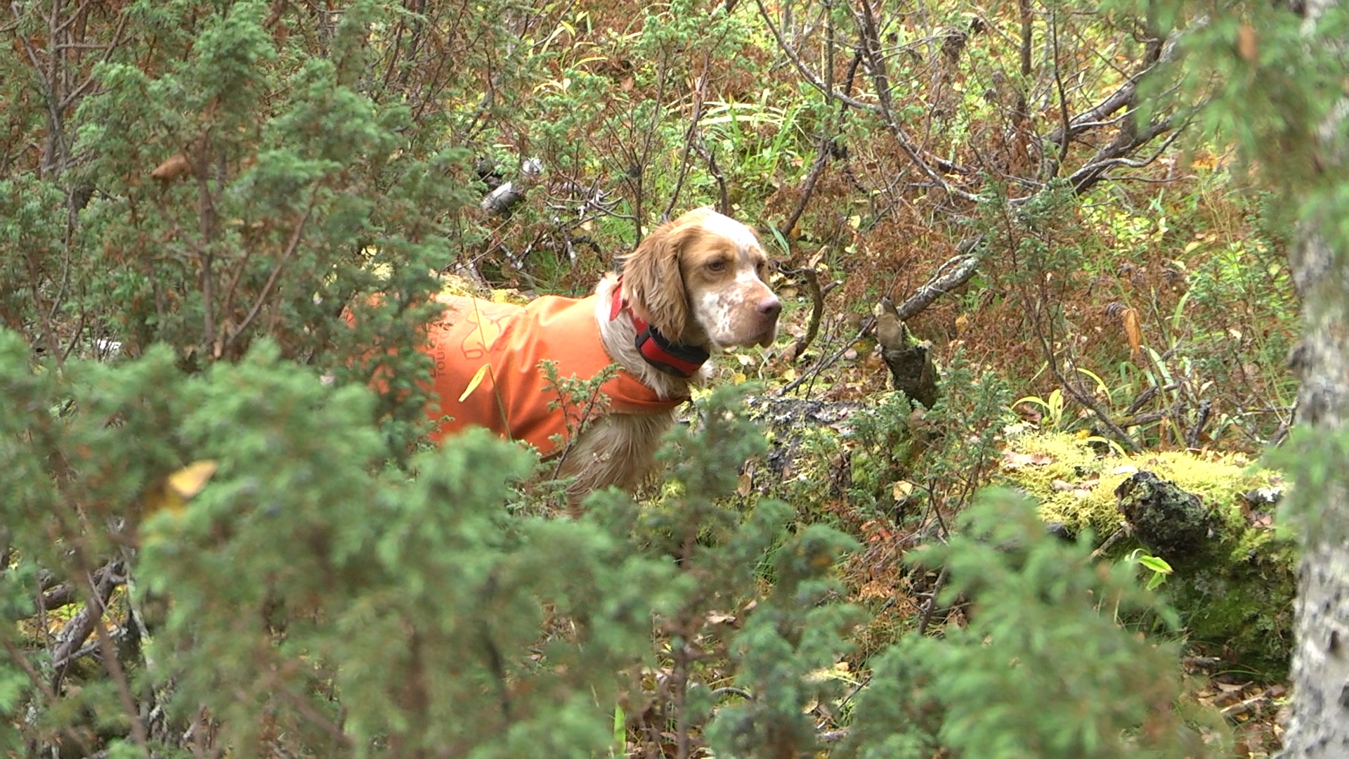 caccia-alle-beccacce: Caccia alla beccaccia: il posto giusto