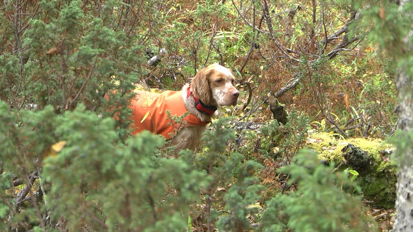 Caccia alla beccaccia Caccia alla beccaccia