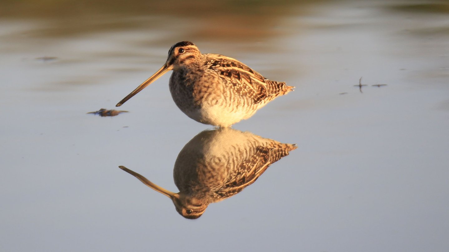 Beccaccini in ottima salute in Francia Beccaccino
