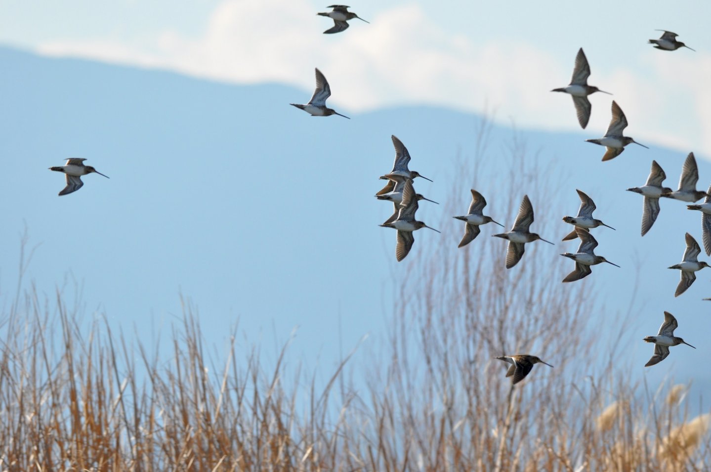 Beccaccino e Frullino: analisi della fenologia migratoria, dei carnieri e delle preferenze ambientali