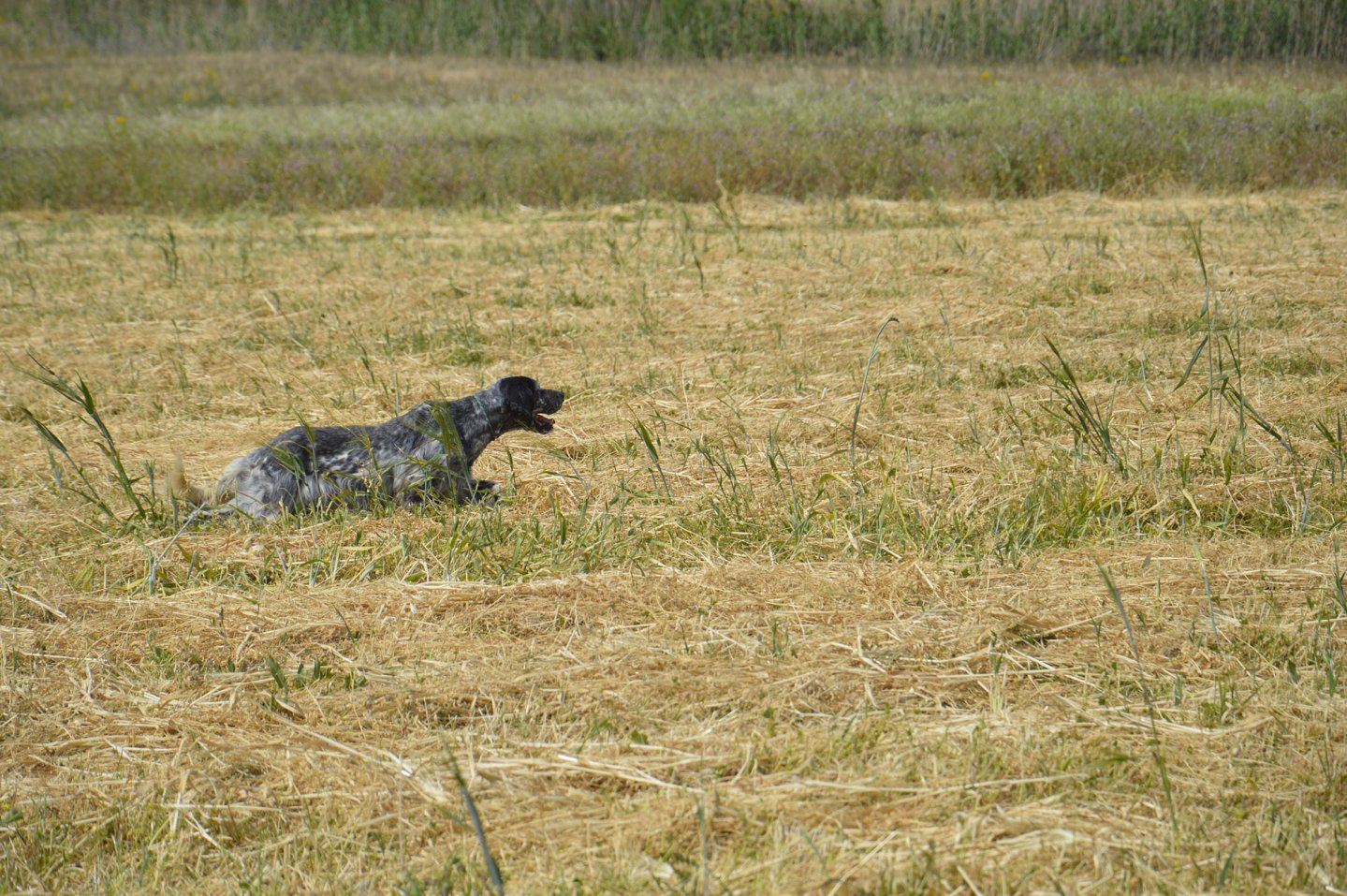 Caccia al beccaccino con i cani da ferma Cane a caccia