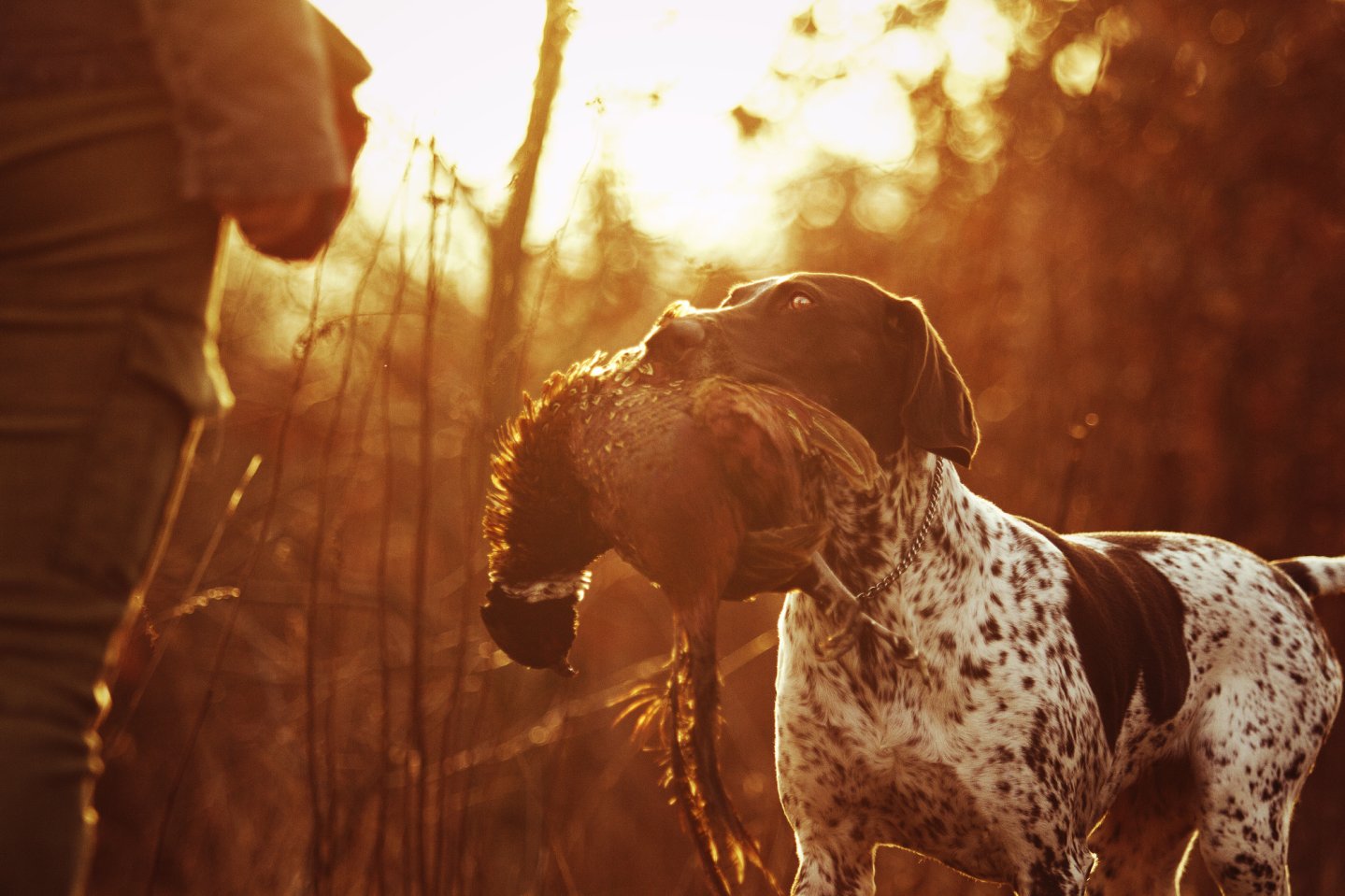 Cacciatore con cane e fagiano al tramonto