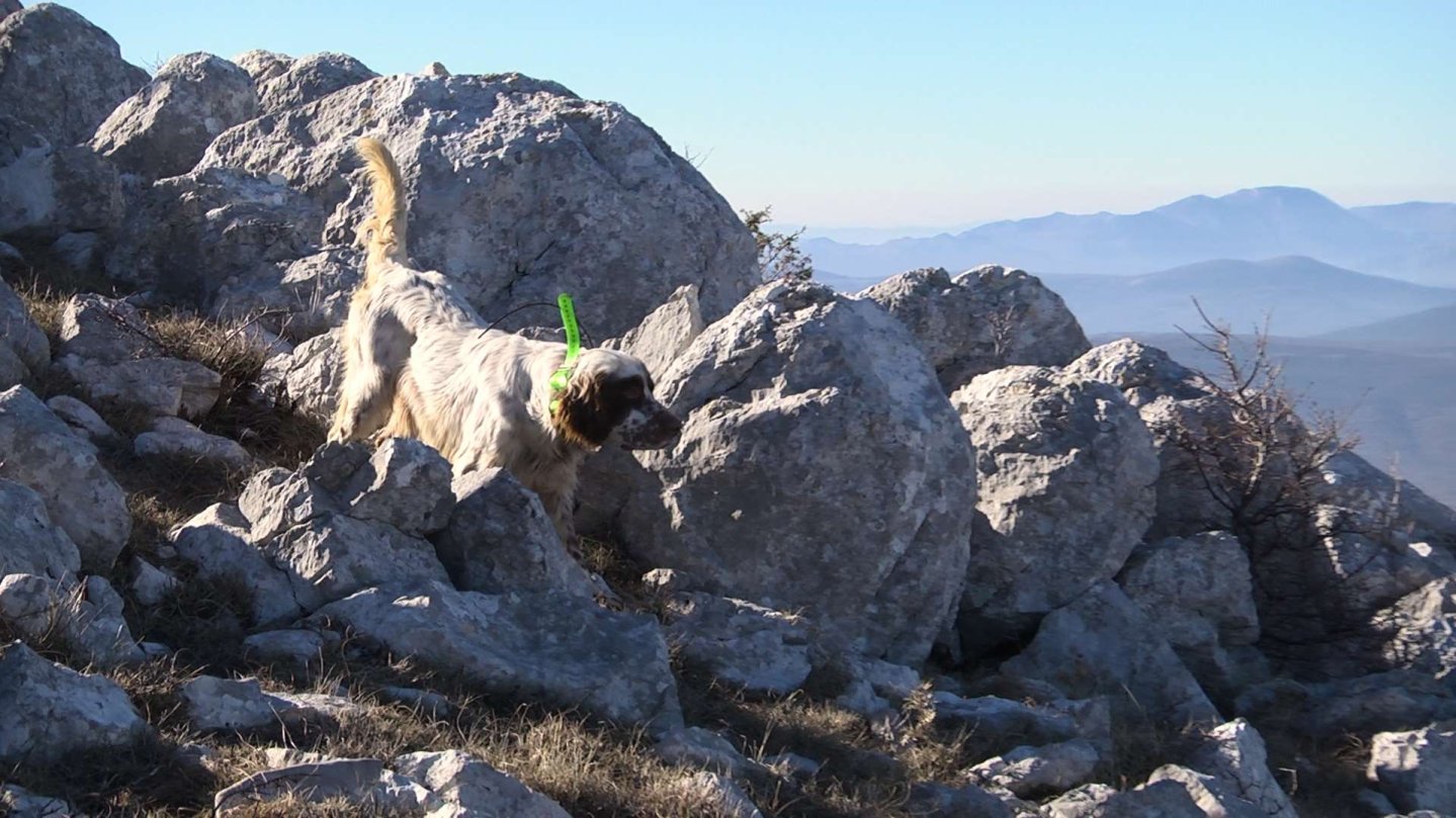 Caccia in Bosnia Herzegovina: coturnici e beccacce Cane in montagna