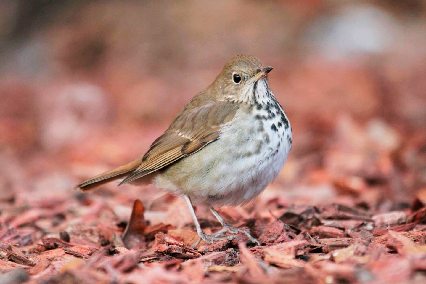 Caccia ai tordi: pubblicato lo studio sulla migrazione del tordo bottaccio Caccia ai tordi: pubblicato lo studio sulla migrazione del tordo bottaccio