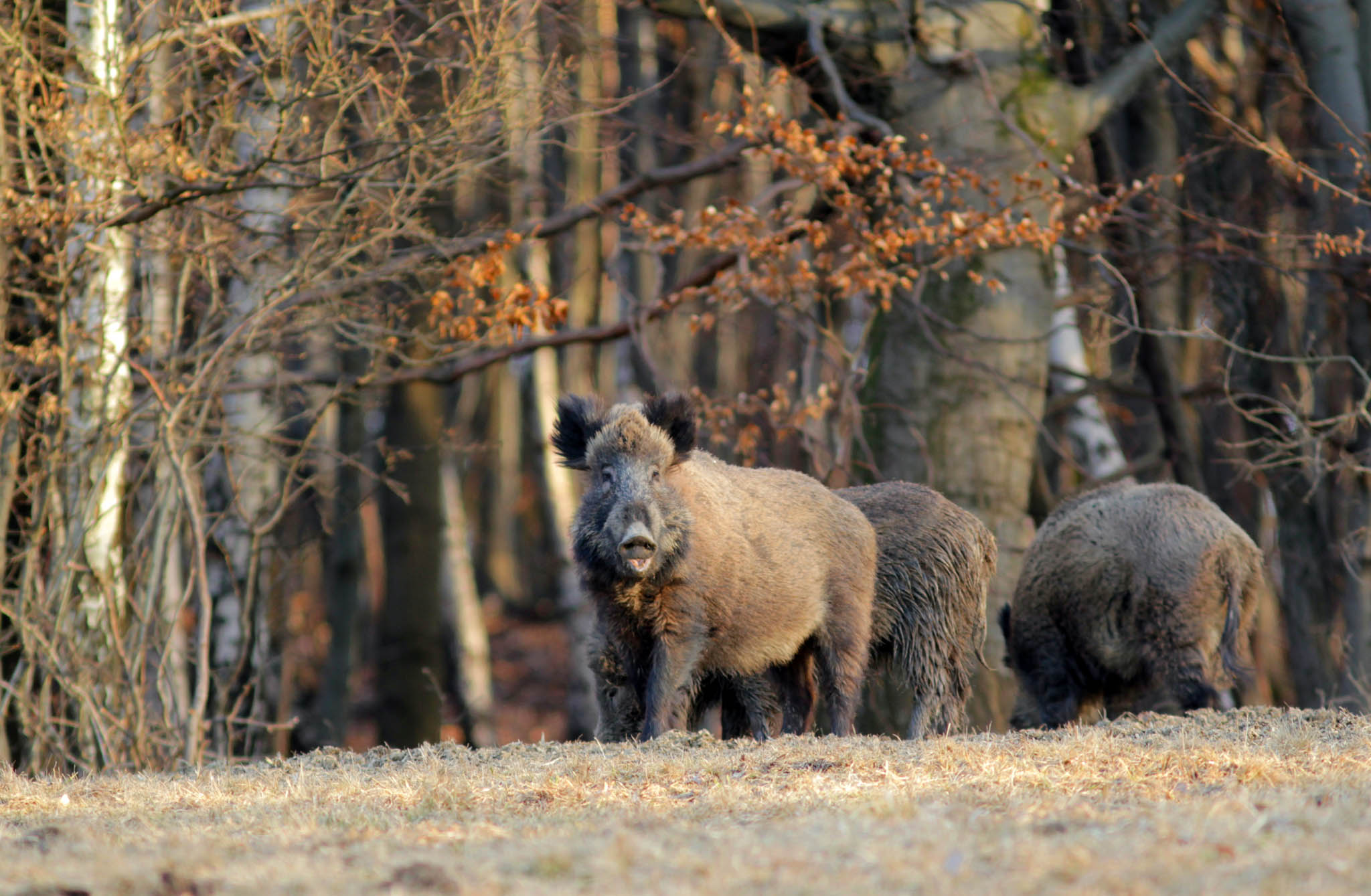caccia-al-cinghiale: Caccia al cinghiale: autorizzata il giovedì in Sardegna