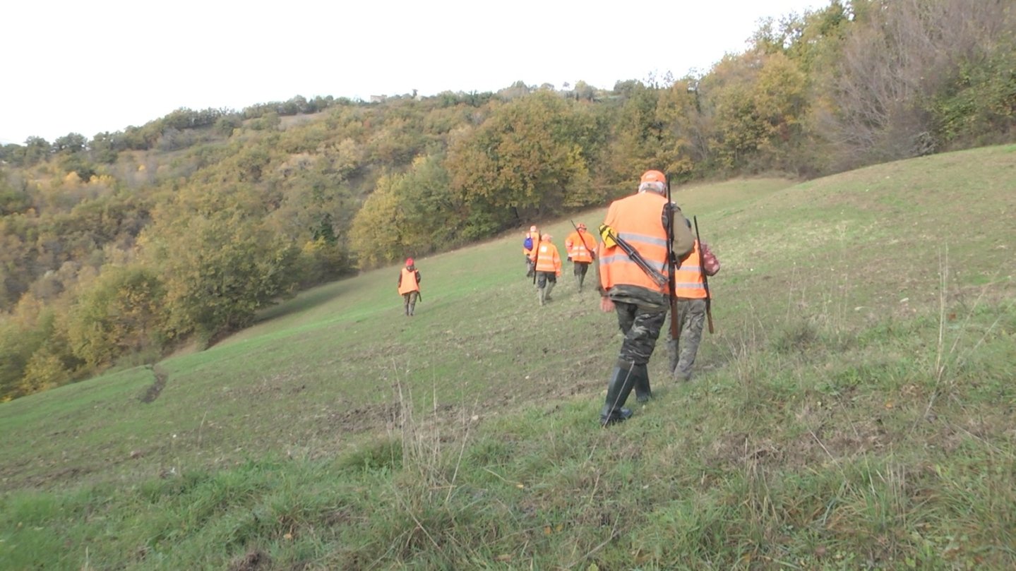 Caccia al cinghiale in braccata