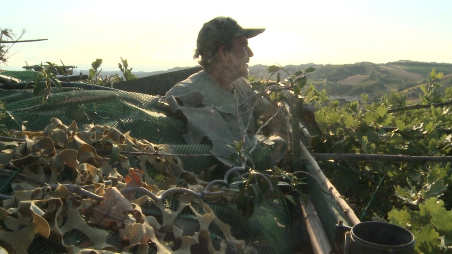 Caccia al colombaccio, la preparazione dei palchi Cacciatore