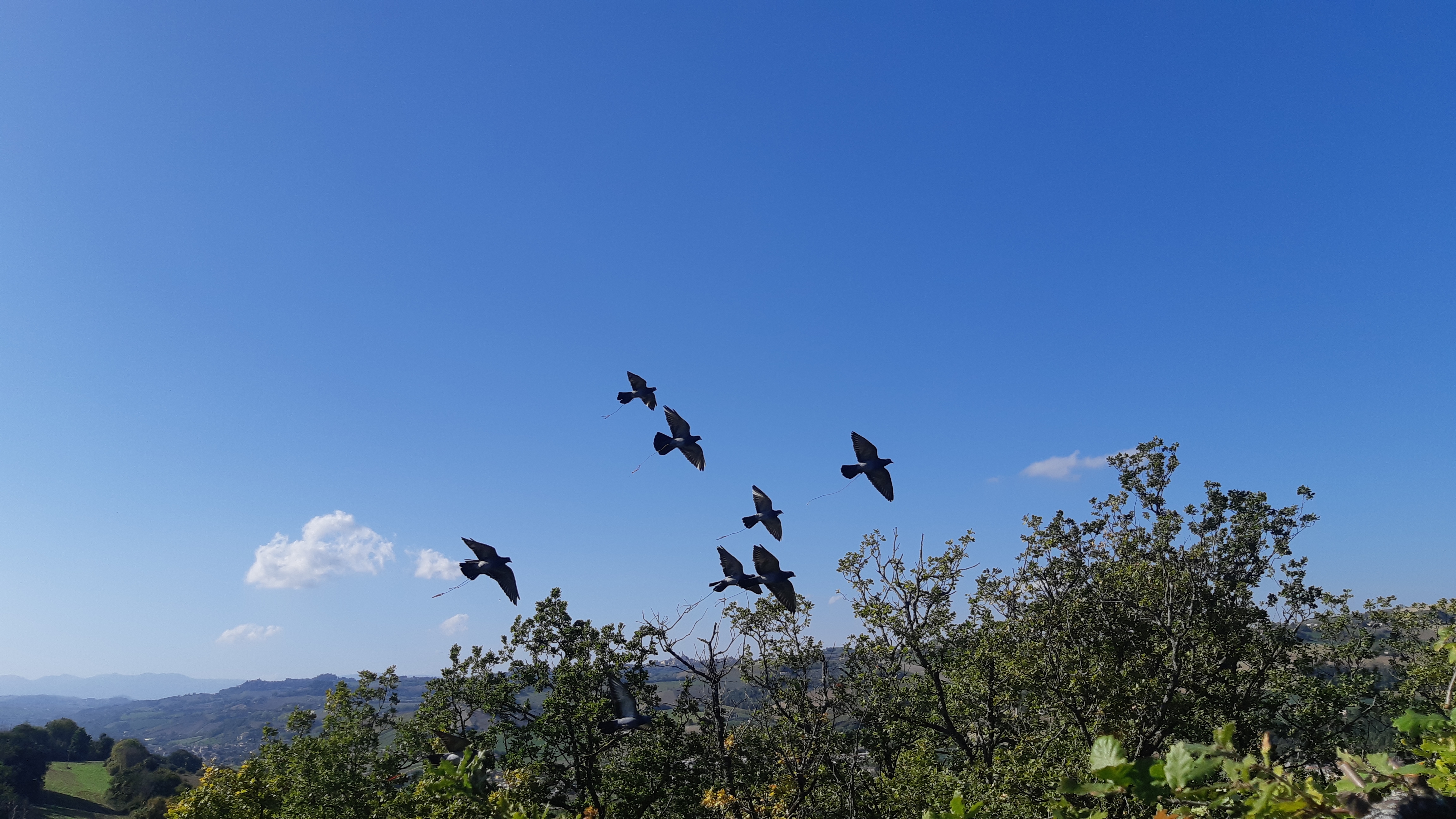 cultura-venatoria: Caccia al colombaccio: preparazione dei volantini