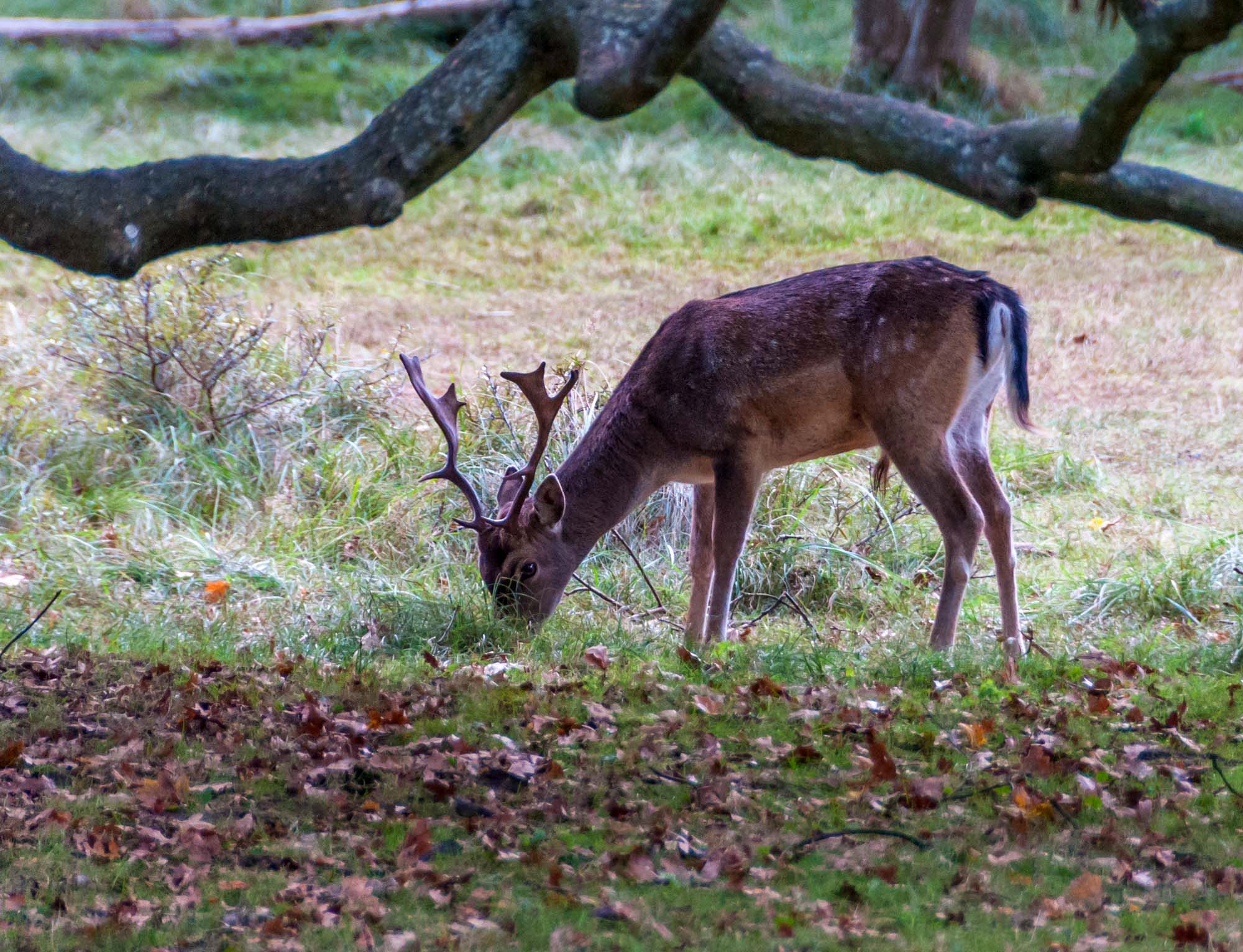 caccia: Caccia al daino: corso di formazione venatoria con Obora Hunting Accademy