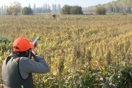 Caccia al fagiano in Val Padana Caccia al fagiano in Val Padana