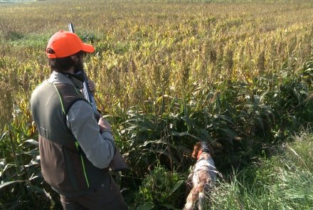 Caccia al fagiano in Val Padana Caccia al fagiano in Val Padana
