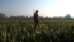 Caccia al fagiano in Val Padana Caccia al fagiano in Val Padana