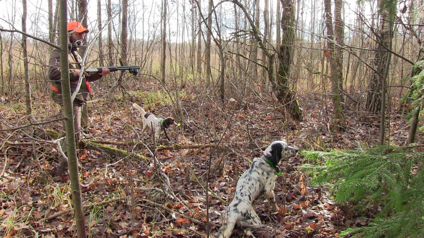 Caccia alla beccaccia con Lituania Club Caccia alla beccaccia con Lituania Club
