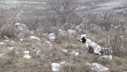 Caccia alla coturnice, un amore fra le rocce Cane da ferma
