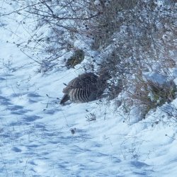 Caccia alla coturnice, un amore fra le rocce Coturnice tra le montagne innevate