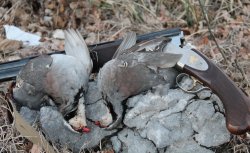Caccia alla coturnice, un amore fra le rocce Coturnici con fucile