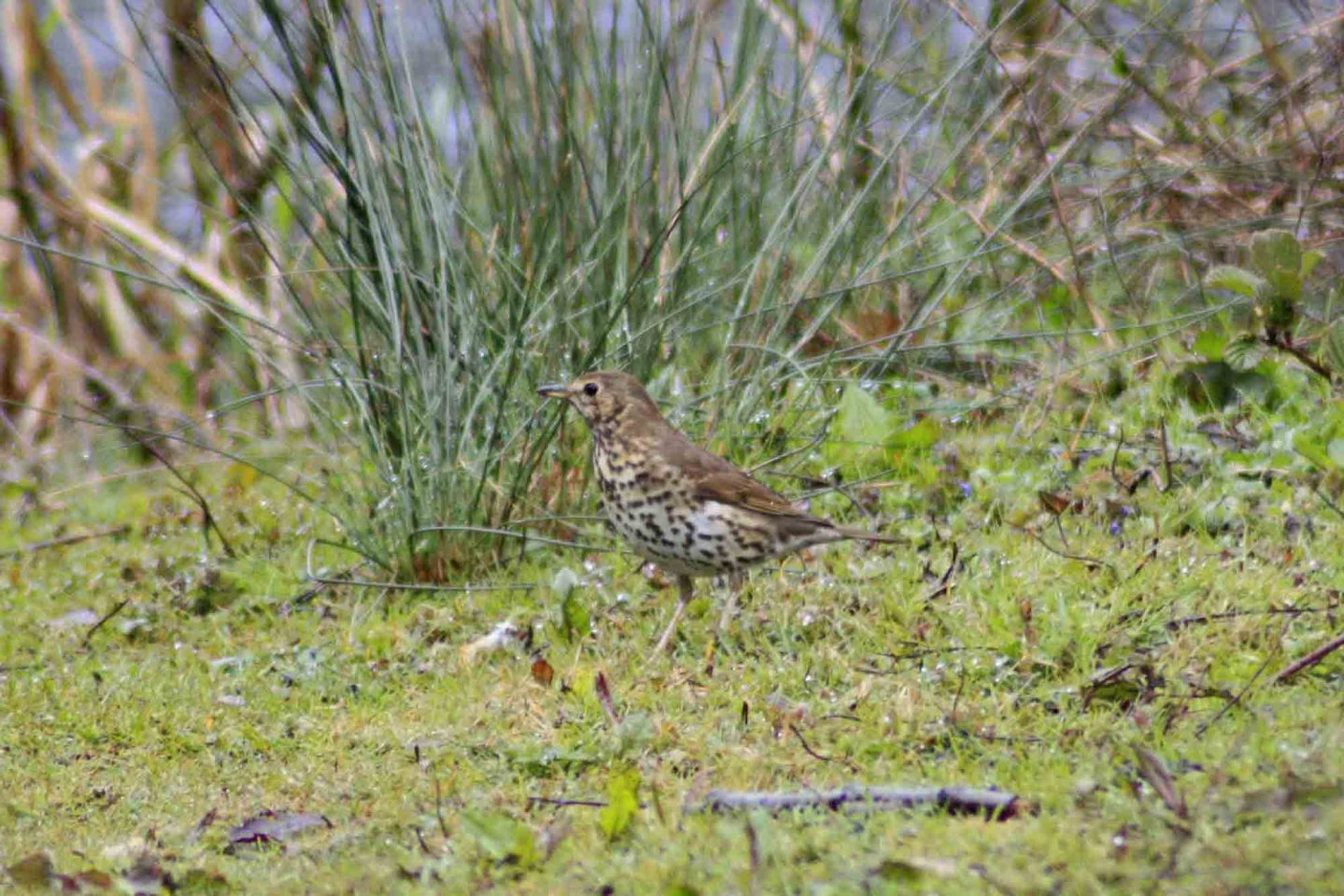 Caccia alla migratoria: arrivati in buon numero i primi tordi Tordo bottaccio