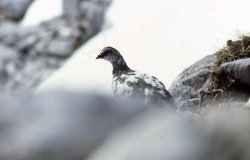 Caccia alle pernici bianche Pernice bianca tra le montagne