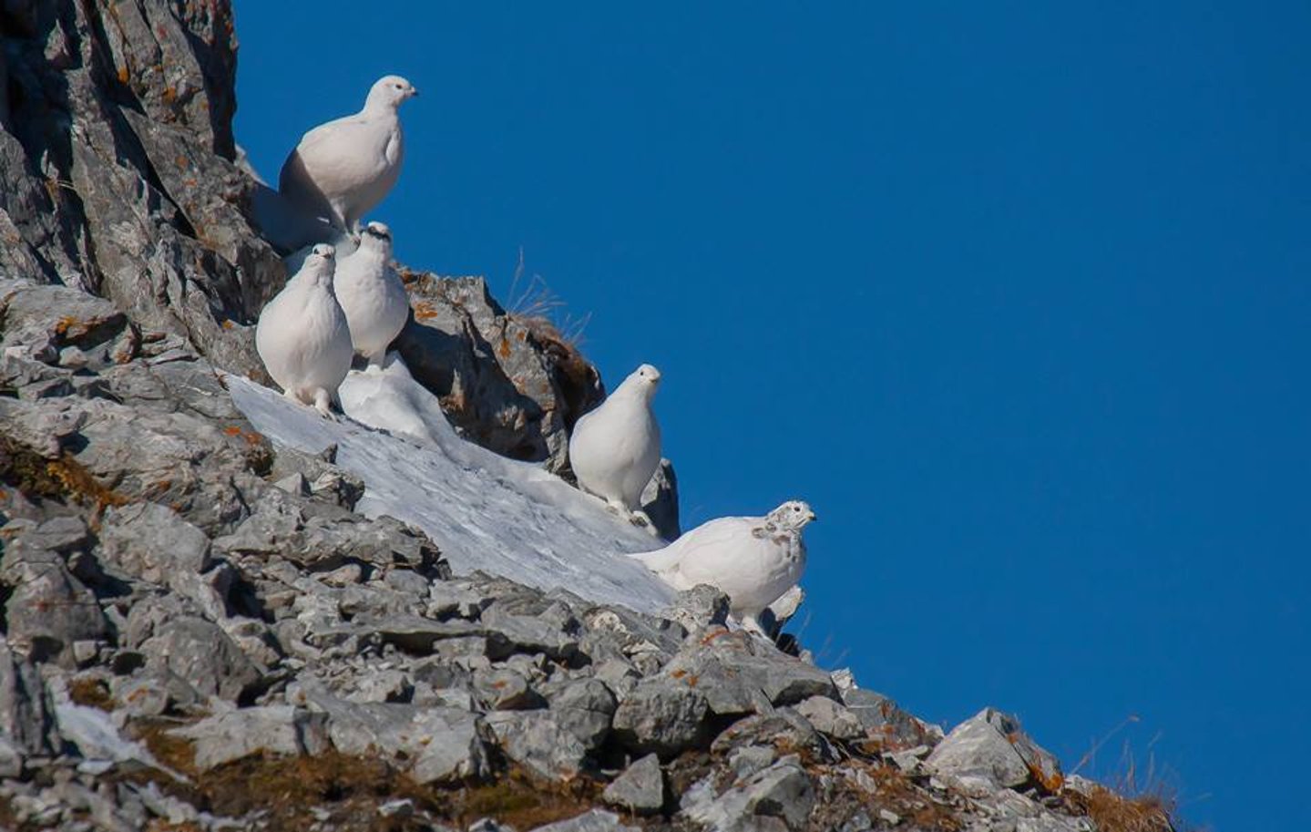 Caccia alle pernici bianche Pernici bianche in montagna
