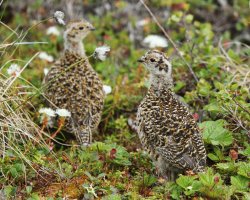 Caccia alle pernici bianche Pulcini di pernice bianca