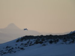 Caccia alle pernici bianche Il volo della pernice bianca