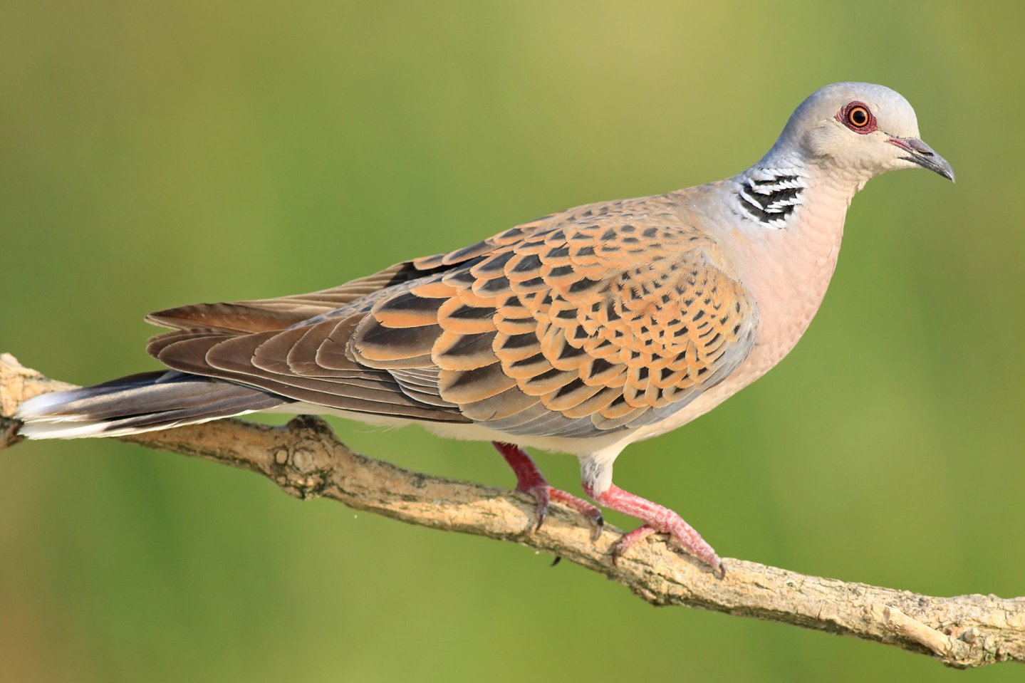 Caccia alla tortora, realtà e contraddizioni Tortora, streptopelia turtur