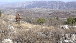 Caccia alle coturnici in Bosnia Erzegovina caccia alle coturnici mod 2.00_04_36_21.Immagine003.jpg