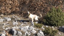 Caccia alle coturnici in Bosnia Erzegovina 030 (1).jpg