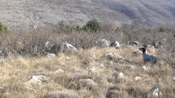 Caccia alle coturnici in Bosnia Erzegovina caccia alle coturnici mod 2.00_04_28_14.Immagine002.jpg