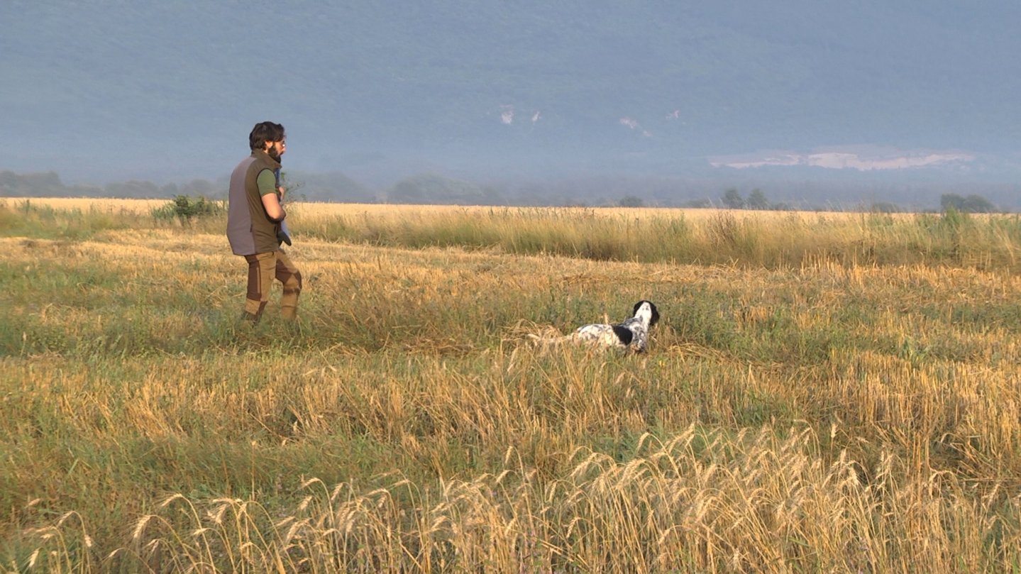 Caccia e cinofilia: quaglie in Bosnia Erzegovina Cacciatore con cane in ferma
