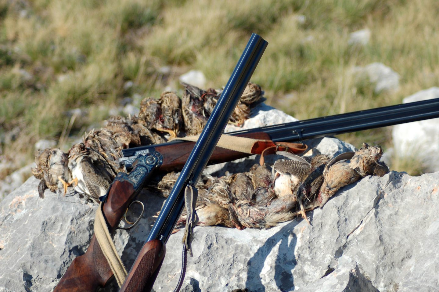 Caccia alle quaglie in Croazia Caccia alle quaglie in Croazia