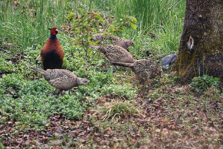 cultura: Caccia, cinofilia e biodiversità: il convegno nelle Marche sul destino della selvaggina stanziale