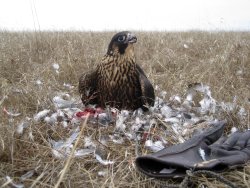 Caccia con falco Caccia con falco