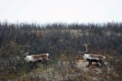 Caccia da sogno: caribù e pecora di Dall in Alaska Due Caribù dal grande palco in Alaska.