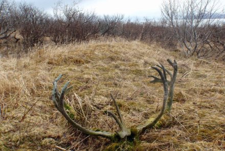 Caccia da sogno: caribù e pecora di Dall in Alaska Palco di caribù