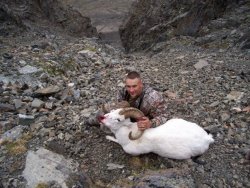 Caccia da sogno: caribù e pecora di Dall in Alaska Pecora di Dall